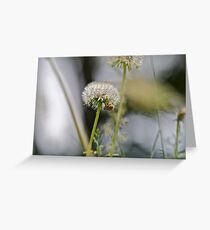 Dandelion and abstract 1 Greeting Card