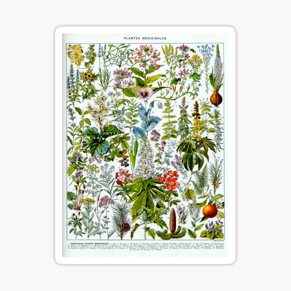Item preview, Vintage illustration of medical plants designed and sold by alalaura.
