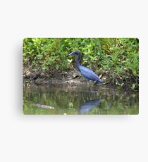 Little blue heron Canvas Print