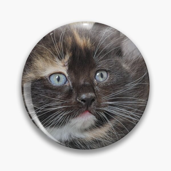 Item preview, Ragdoll Maine coon kitten designed and sold by Fluffycat2020.