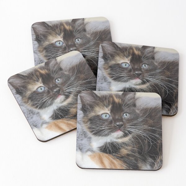 Item preview, Ragdoll Maine coon kitten designed and sold by Fluffycat2020.