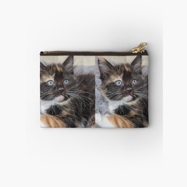 Item preview, Ragdoll Maine coon kitten designed and sold by Fluffycat2020.