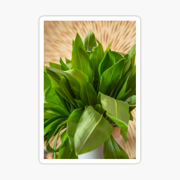 Wild garlic Sticker