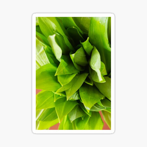 Wild garlic Sticker