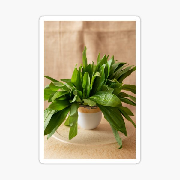 Wild garlic Sticker