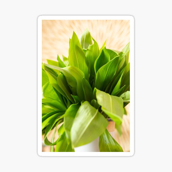 Wild garlic Sticker