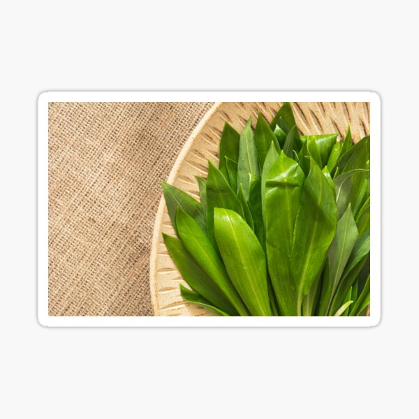 Wild garlic Sticker