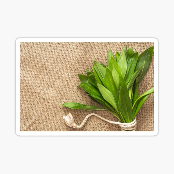 Wild garlic Sticker