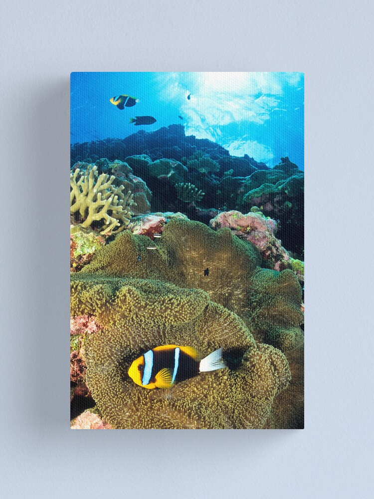 Alternate view of Anemonefish Canvas Print