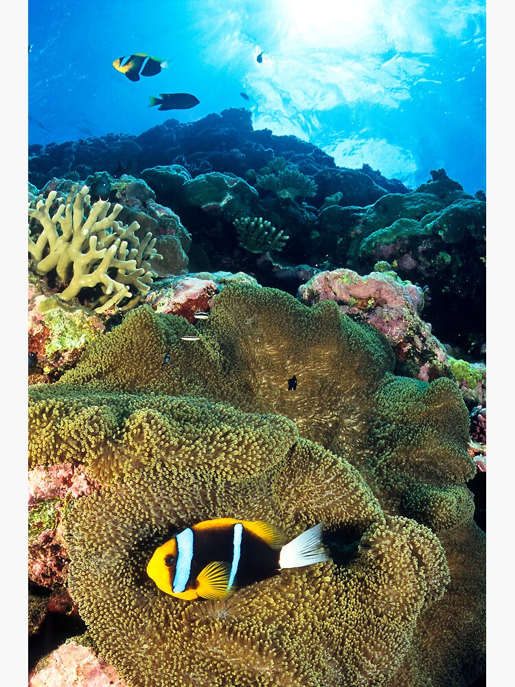 Anemonefish by DavidWachenfeld