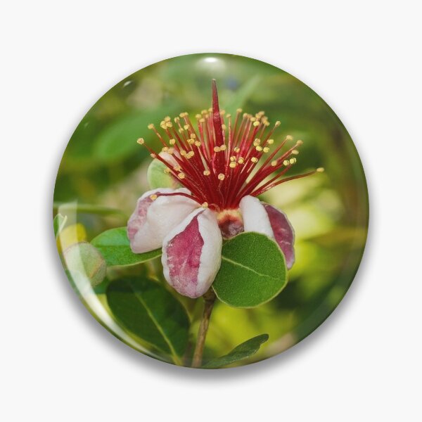 Item preview, Feijoa Flowers designed and sold by jojobob.