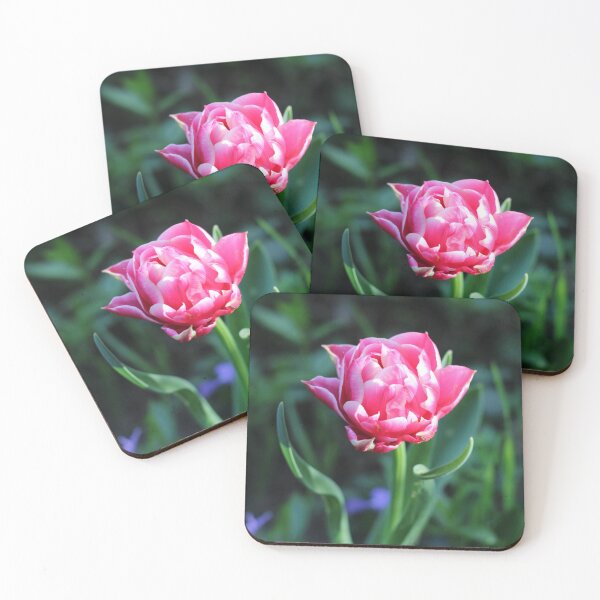 Item preview, Pink and white tulip in the garden designed and sold by wineandwords.