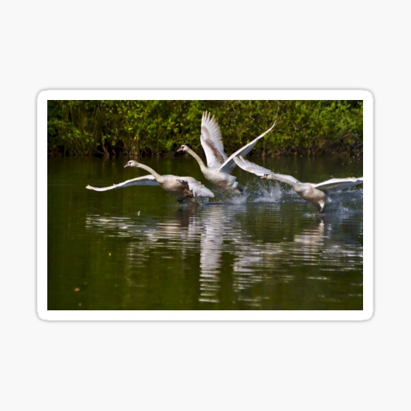 Mute Swans Take Off at Brackley Lake Sticker