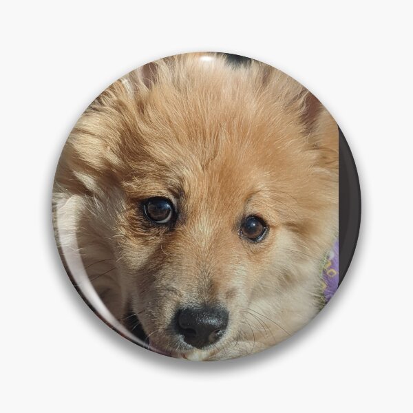 Item preview, Copy of Pomeranian puppy Kai designed and sold by Fluffycat2020.