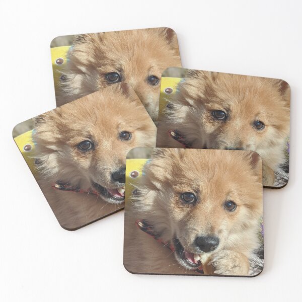 Item preview, Copy of Pomeranian puppy Kai designed and sold by Fluffycat2020.