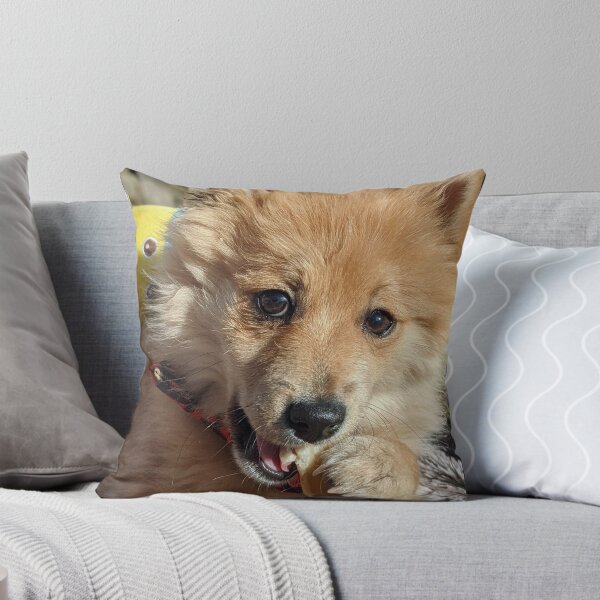 Item preview, Copy of Pomeranian puppy Kai designed and sold by Fluffycat2020.