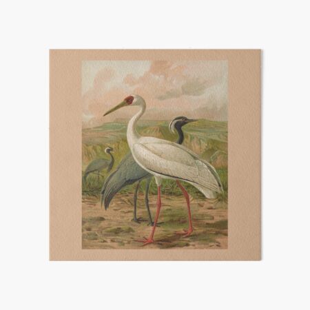 demoiselle crane, siberian crane, Art Board Print