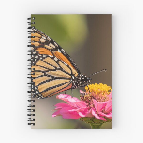 Item preview, Monarch On Zinnia 2016-2 designed and sold by Thomasyoung.