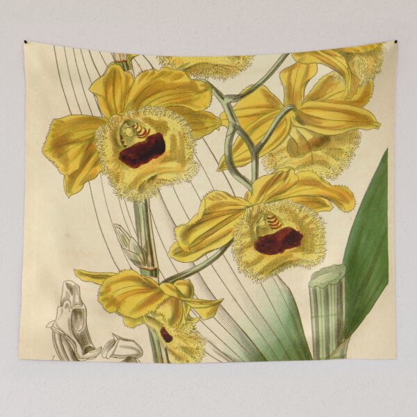 Item preview, Dendrobium fimbriatum (as Dendrobium fimbriatum var. oculatum) Curtis' 71 (Ser. 3 no. 1) pl. 4160 (1845) designed and sold by EsotericBotanic.