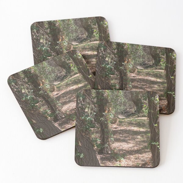 Item preview, Leafy vines twine around trees in West Texas preserve designed and sold by Rita Kindle.