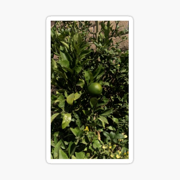 Item preview, Orange tree in progress  designed and sold by Novlen.