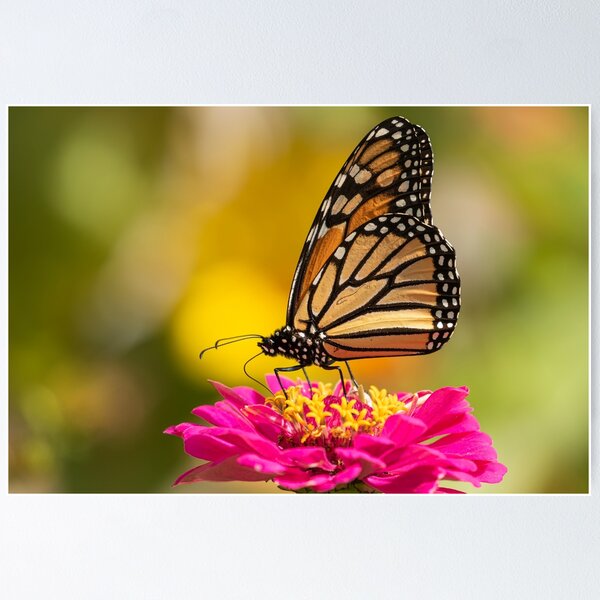 Item preview, Monarch On Zinnia 2016-3 designed and sold by Thomasyoung.