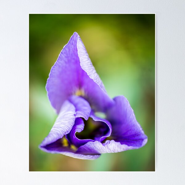 Artikelvorschau, Spring Iris entworfen und verkauft von Briar Richard.