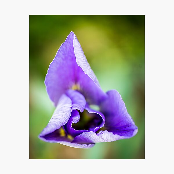 Artikelvorschau, Spring Iris entworfen und verkauft von Briar Richard.