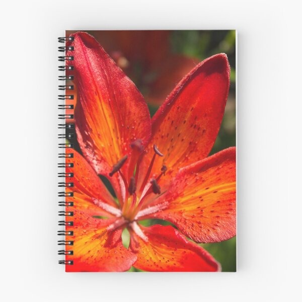 Item preview, Close up of orange lily designed and sold by amzani.