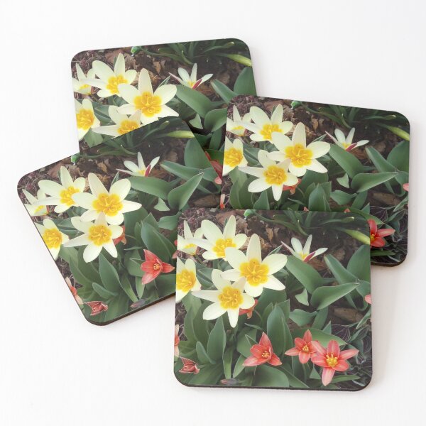 Item preview, Species tulips in my front garden designed and sold by nighthawkstudio.