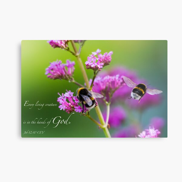 Job 12:10 Metal Print
