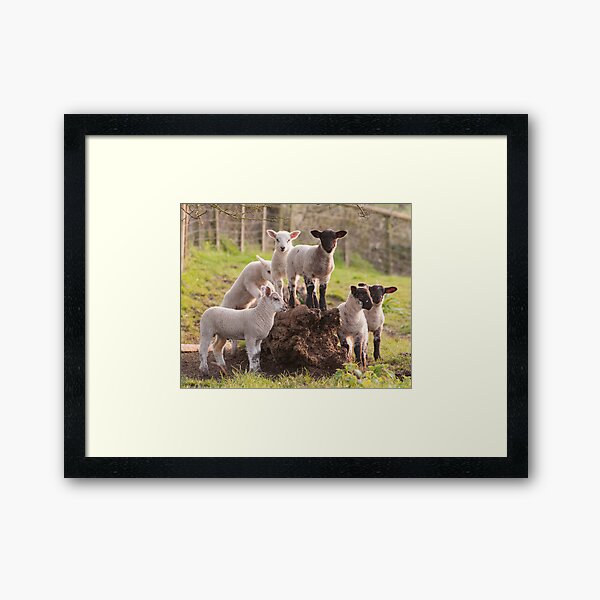 Item preview, Lambs playing designed and sold by ccullen222.