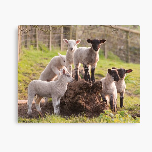 Lambs playing Canvas Print