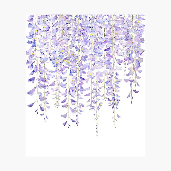 Item preview, hand painted purple wisteria in bloom watercolor 2021 designed and sold by ColorandColor.