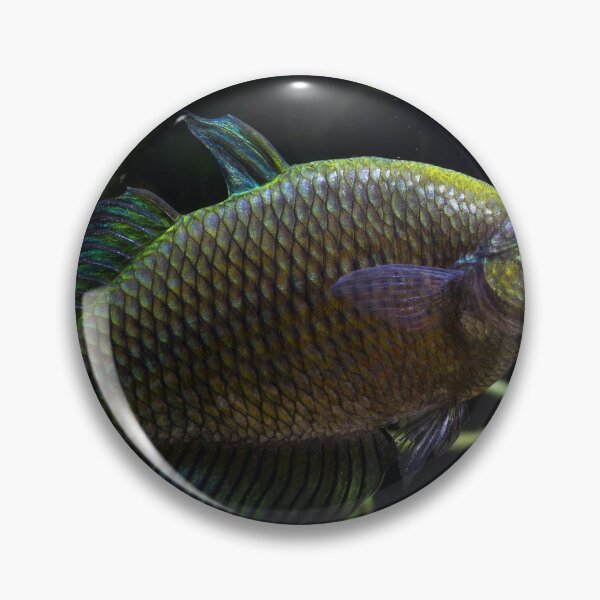 Item preview, Glossolepis wanamensis designed and sold by Derek Byrne.