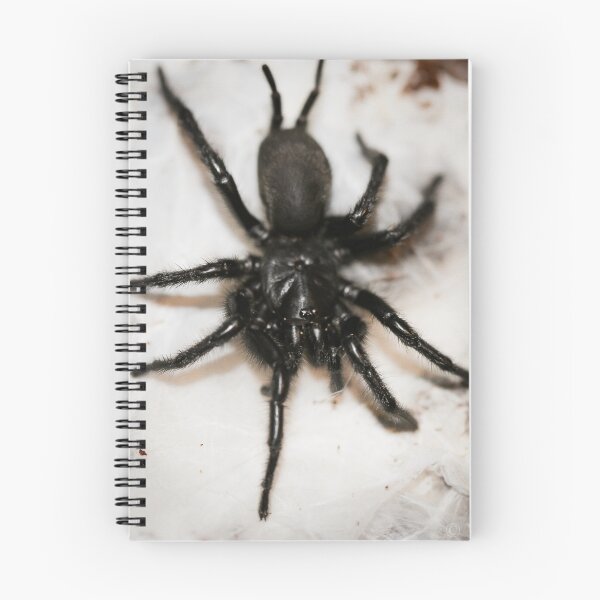 Artikelvorschau, Macrothele calpeiana entworfen und verkauft von Spidergirl.