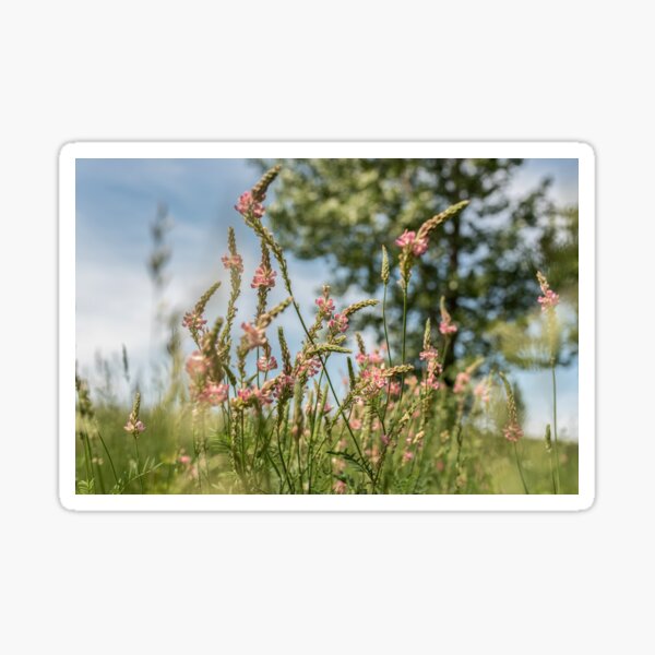 Wild and Pink Sticker
