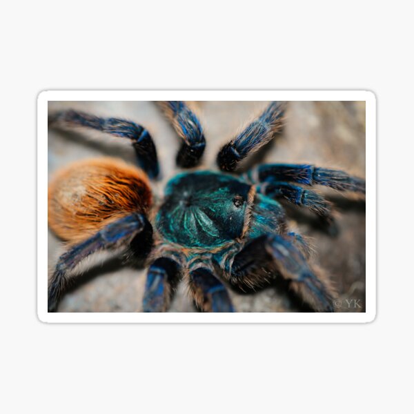 Artikel-Vorschau von Chromatopelma cyaneopubescens, designt und verkauft von Spidergirl.