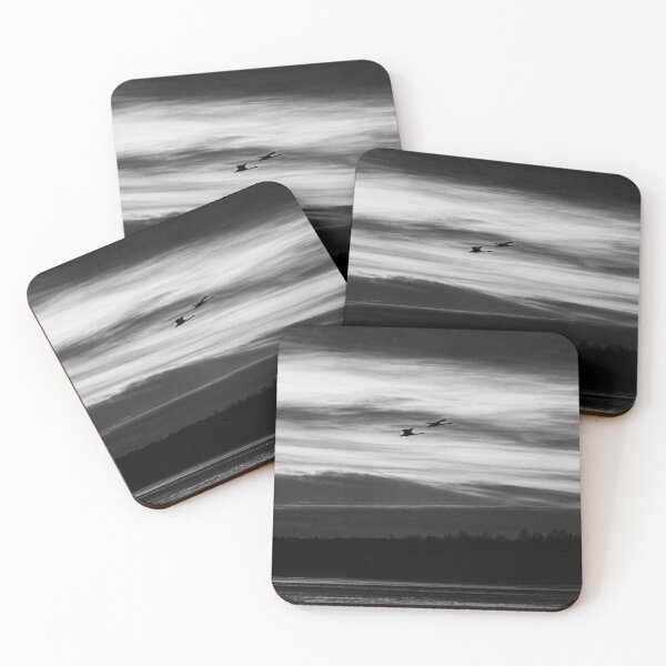 Item preview, NIght with the swans. Whooper swan bw designed and sold by Jouko Lehto Photography.