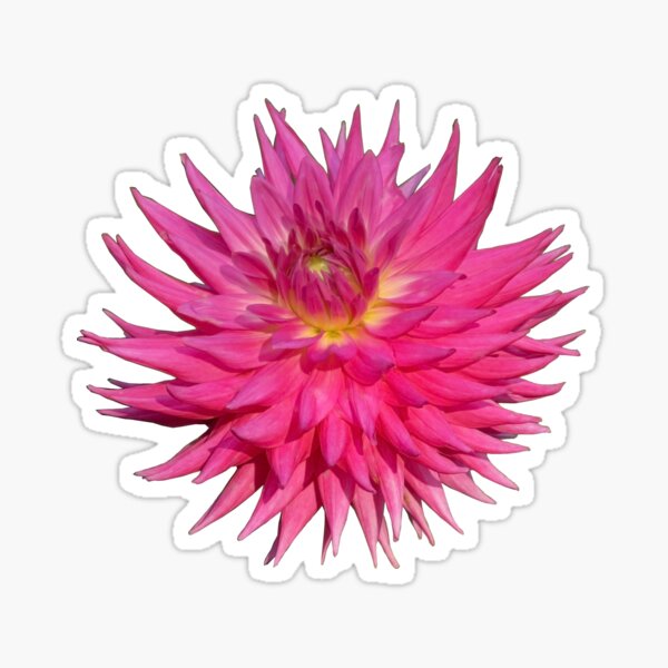 Item preview, Pink Dahlia designed and sold by Artberry.