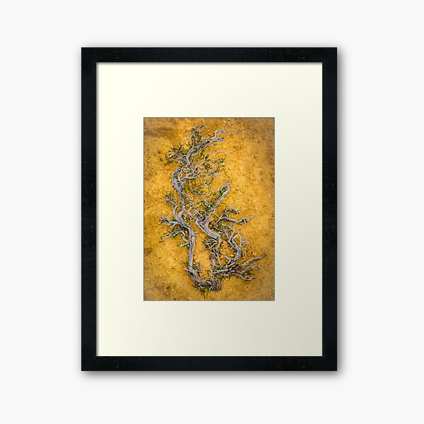 Item preview, Low Profile designed and sold by Ralph Goldsmith.