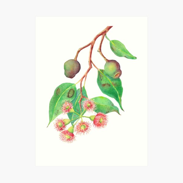 Red flowering gum watercolour Art Print