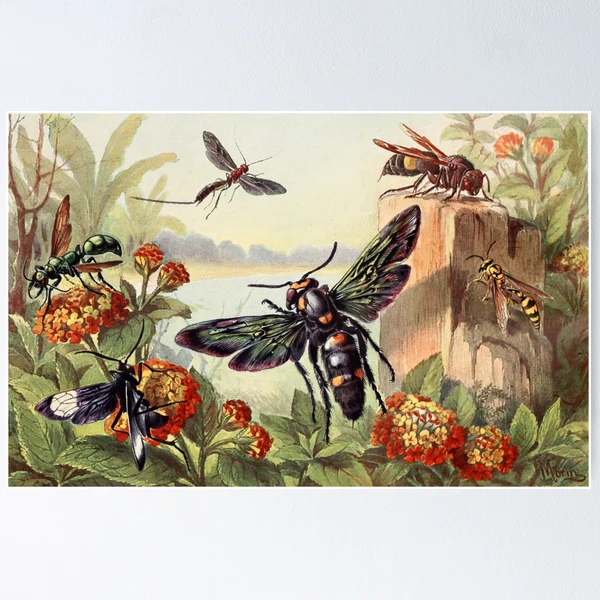 【アンソロポロジー】Insects in Bell Jars Wall Art INSTANT DOWNLOAD Larousse Insects Bugs Beetles Entomology