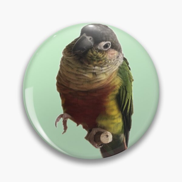 Item preview, Green Cheek Conure design | Conure | Small Parrot | Parakeet | Parrot lover | I love my conure designed and sold by TatianaLG.