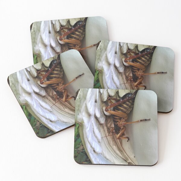 Item preview, All God's creatures designed and sold by carole hirst.