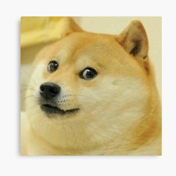 find the doges roblox doge roblox