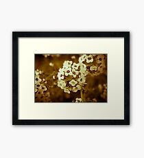 Macro Flowers Framed Print
