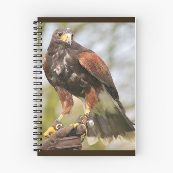 Artikelvorschau, Harris Hawk gehockt entworfen und verkauft von snknjak.