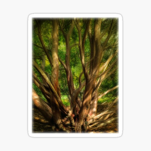Autumn's Path through Trees and Shadow Sticker