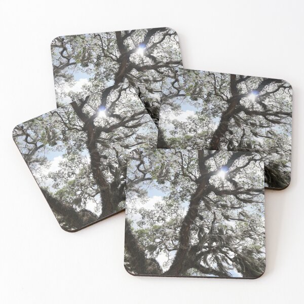 Item preview, ancient live oak florida designed and sold by distracted.